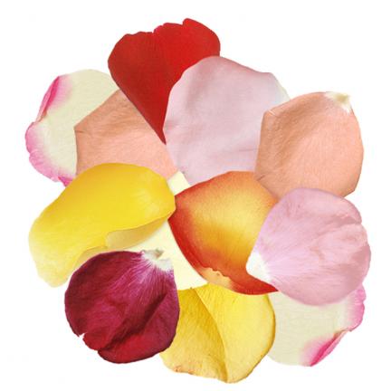 Fresh Petals: Mixed Colors - Click Image to Close
